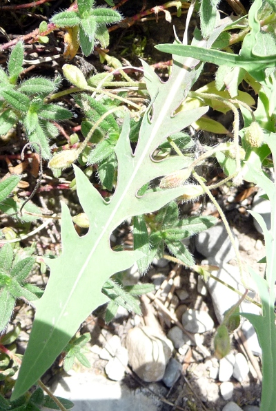 Lactuca perennis