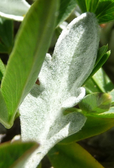 Senecio halleri