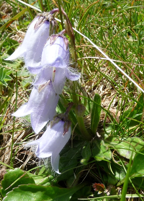 Campanula barbata / Campanula frangiata