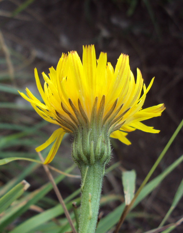 Leontodon hispidus / Dente di leone comune