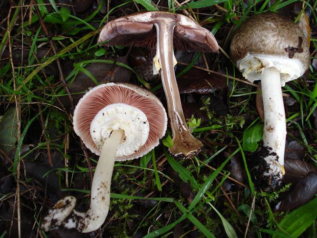 Agaricus sezione Xanthodermatei