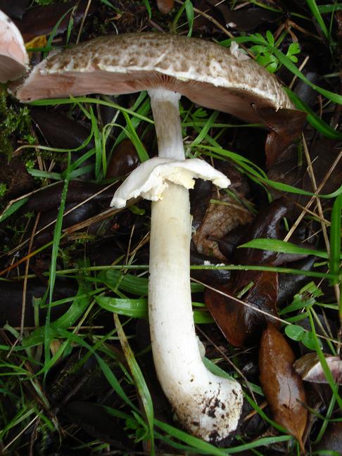 Agaricus sezione Xanthodermatei