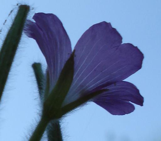 Epilobium hirsutum