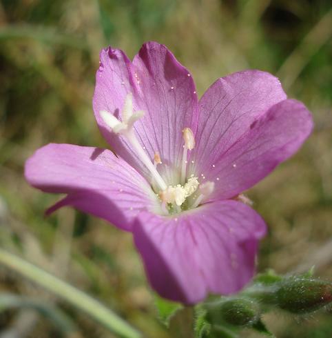 Epilobium hirsutum