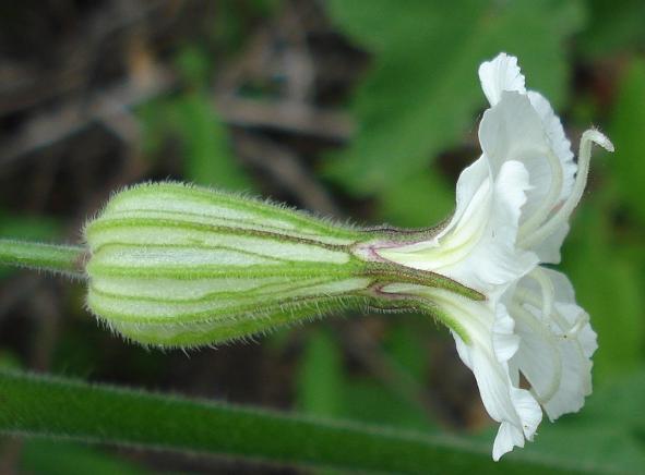 Silene latifolia / Silena bianca