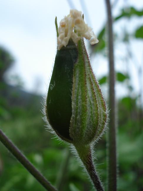 Silene latifolia / Silena bianca