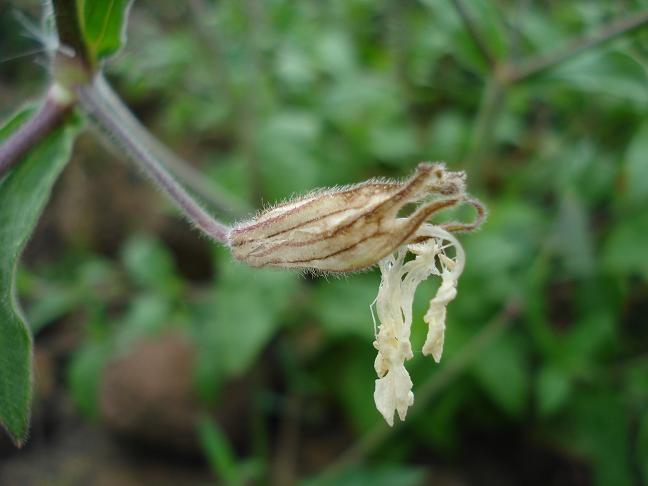 Silene latifolia / Silena bianca