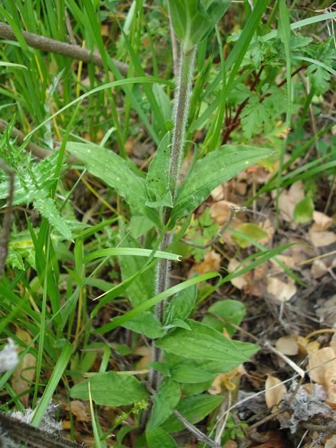 Silene latifolia / Silena bianca