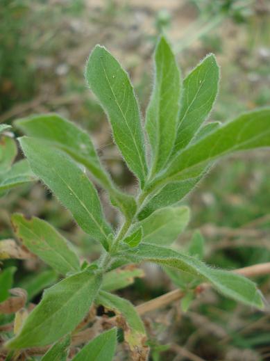 Epilobium hirsutum