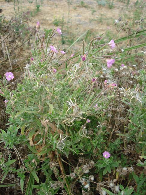 Epilobium hirsutum