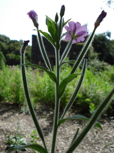 Epilobium hirsutum