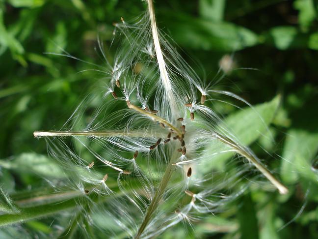 Epilobium hirsutum