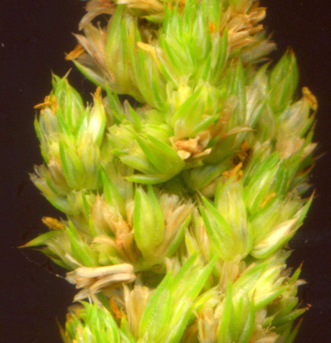 Amaranthus retroflexus L. / Amaranto comune