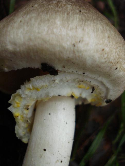 Agaricus moelleri