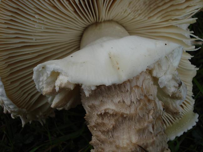 Amanita vittadini da confermare