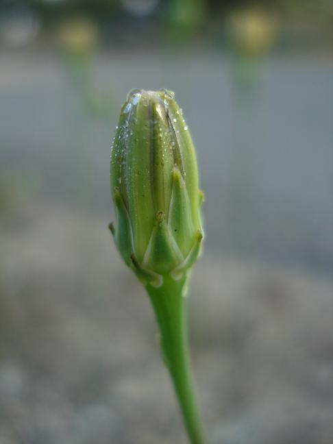 Reichardia picroides