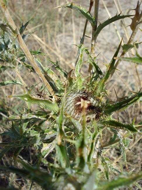 Carlina lanata e Carlina corymbosa