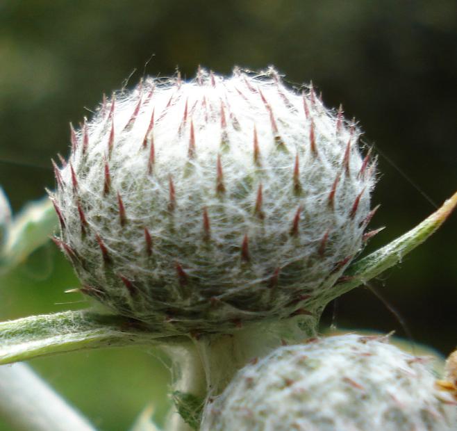 Cirsium scabrum / cardo scabro