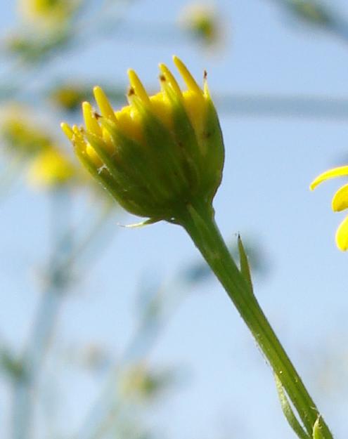 Jacobaea aquatica (= Senecio erraticus) /Senecione dei fossi