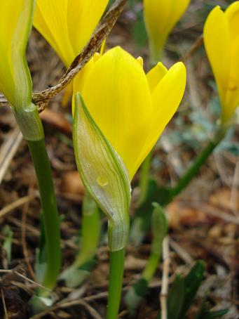 Sternbergia lutea
