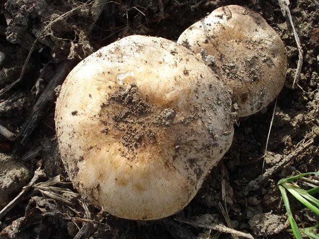 Agaricus bresadolanus