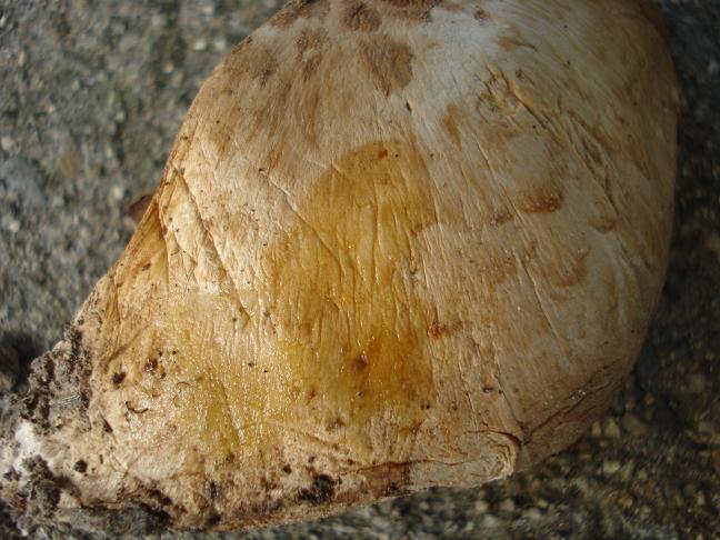 Agaricus bresadolanus