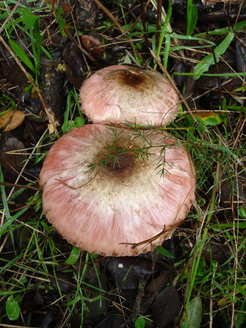 Agaricus sezione Xanthodermatei