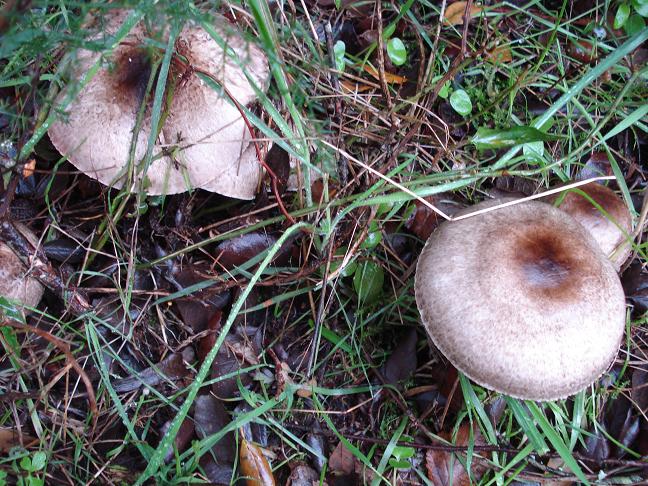 Agaricus sezione Xanthodermatei