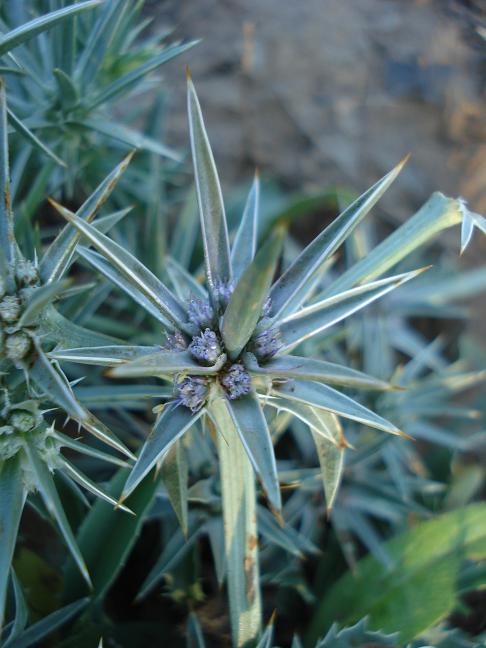 Eryngium barrelieri.
