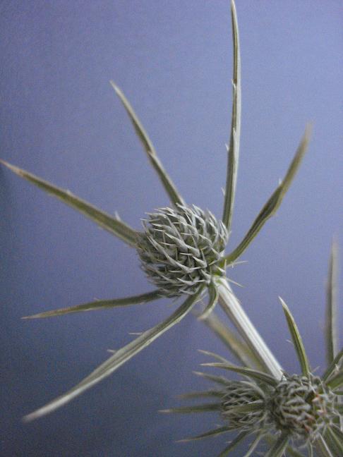 Eryngium tricuspidatum
