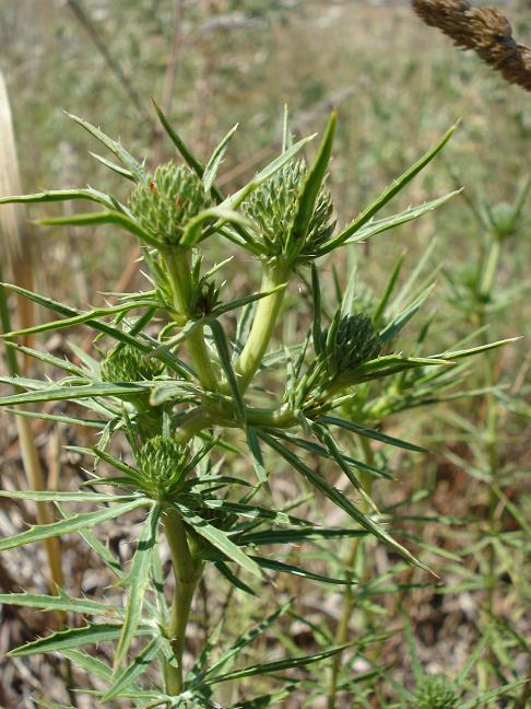 Eryngium tricuspidatum