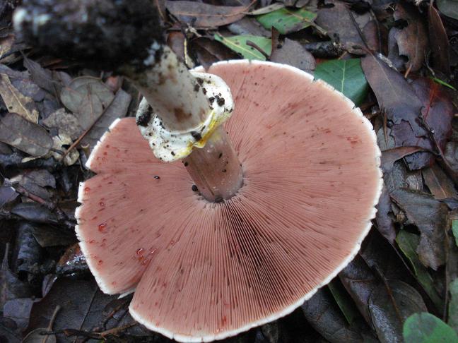 Agaricus moelleri