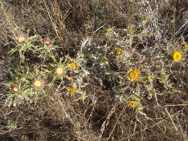 Carlina lanata e Carlina corymbosa