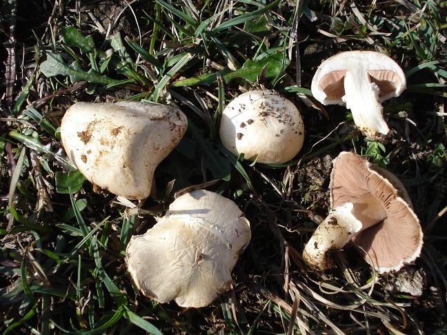 Agaricus campestris s.l.