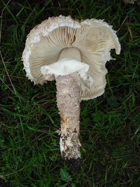 Amanita vittadini da confermare