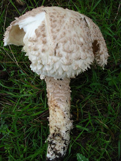 Amanita vittadini da confermare