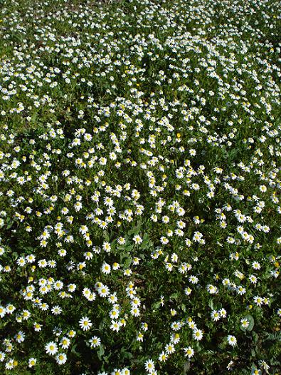 Chamaemelum fuscatum (=Anthemis praecox) / Camomilla precoce