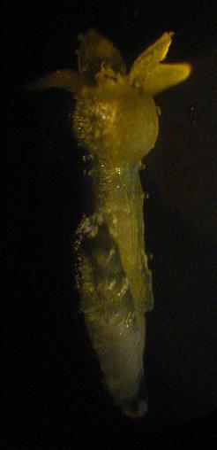 Chamaemelum fuscatum (=Anthemis praecox) / Camomilla precoce