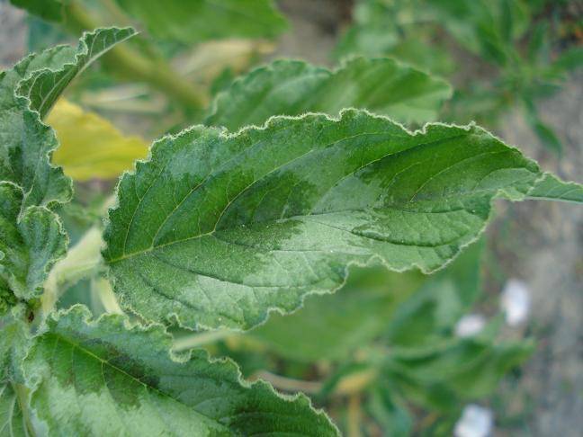 Amaranthus retroflexus L. / Amaranto comune