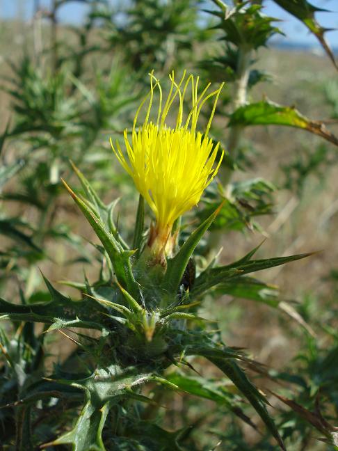 Carthamus lanatus