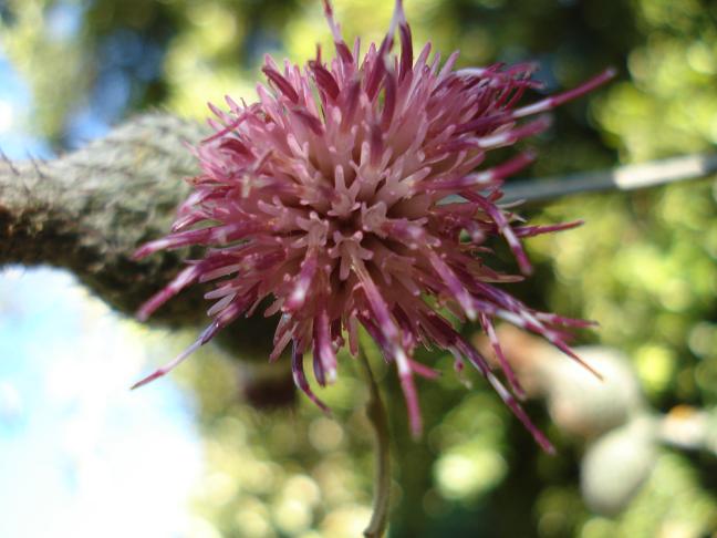 Cirsium scabrum / cardo scabro