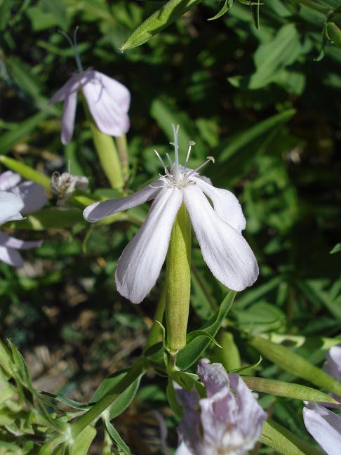 Saponaria officinalis