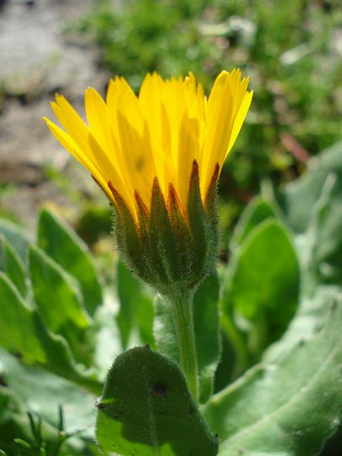 Calendula arvensis / Fiorrancio selvatico