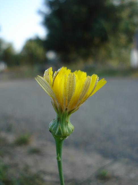 Reichardia picroides