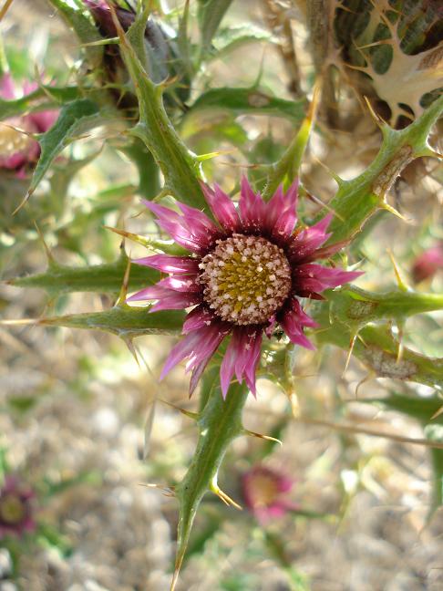 Carlina lanata e Carlina corymbosa