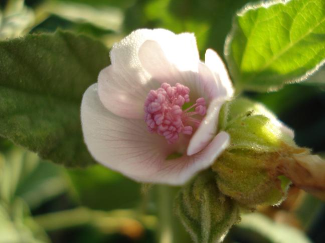 Althaea officinalis