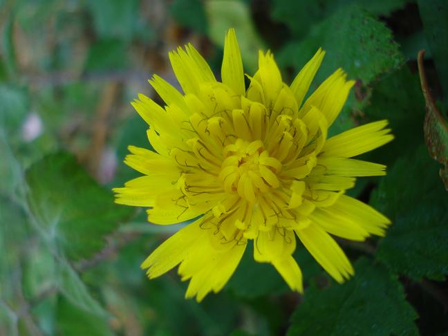 Reichardia picroides