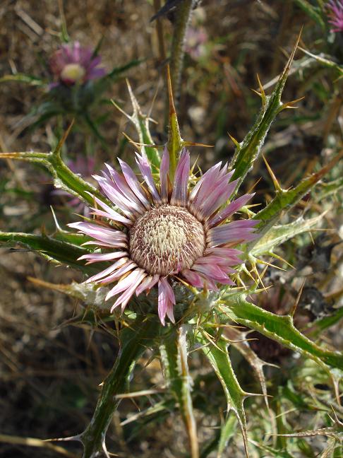 Carlina lanata e Carlina corymbosa