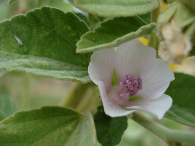 Althaea officinalis