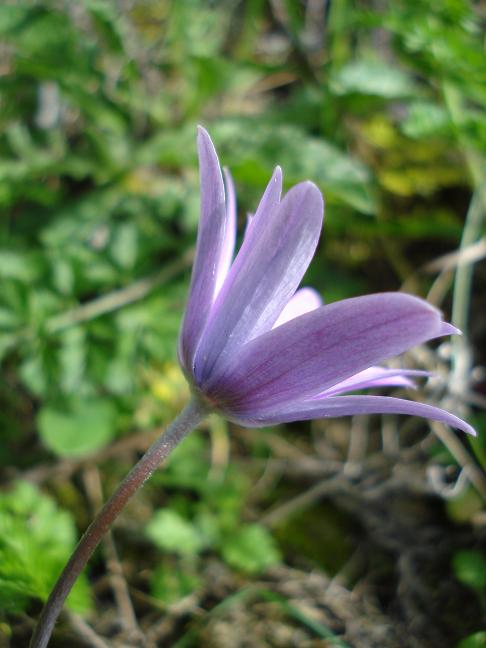 Anemone hortensis
